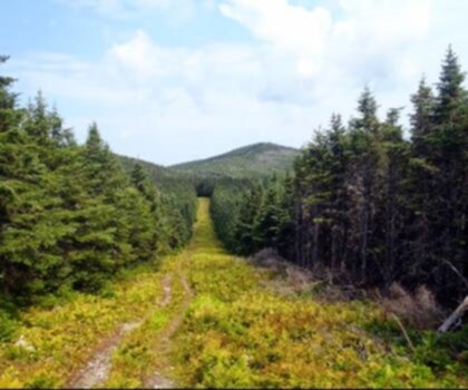 Border Monument 318 Peak, Maine_Québec trail - hiking in Aroostook County