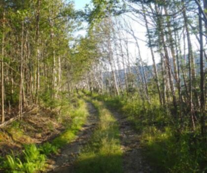 Kibby Mountain, Maine trail - hiking in Western Mountains