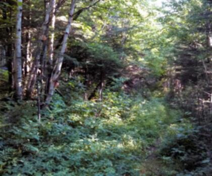 East Kennebago Mountain, Maine trail - hiking in Western Mountains