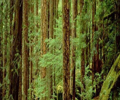 Elk River Trail trail - hiking in Vancouver Island