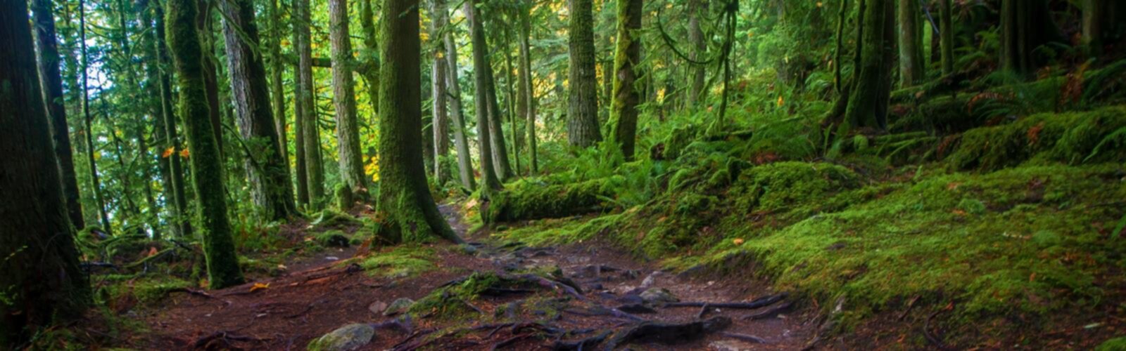 Randonnée Sunshine Coast Trail - vue panoramique