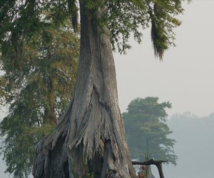 Great Dismal Swamp trail - hiking in Blue Ridge Highlands