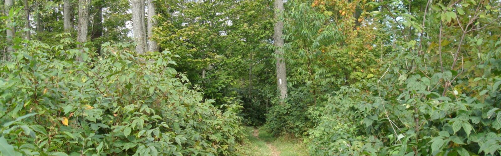 Virgil Mountain, New York, Finger Lakes
