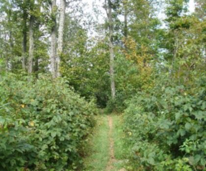 Sentier Virgil Mountain, New York - randonnée en Finger Lakes