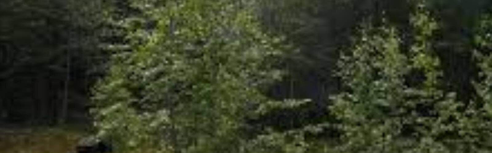 Sachigo Hills, Ontario trail - hiking in Northwestern Ontario