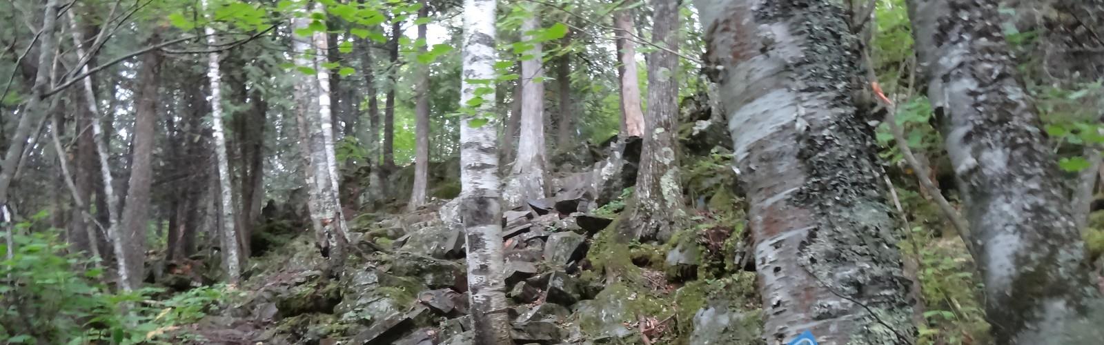 Sentier lac Caddy - randonnée en Région de l'Est