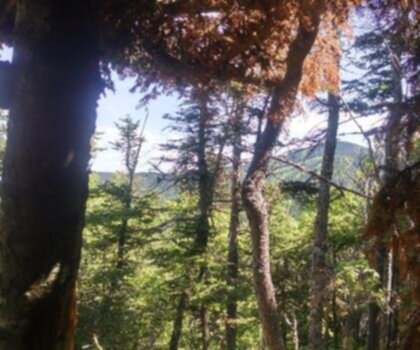 Rams Head, Vermont trail - hiking in Green Mountains