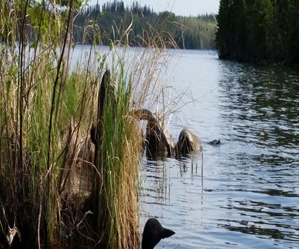 Sentier lac Falcon - randonnée en Région de l'Est