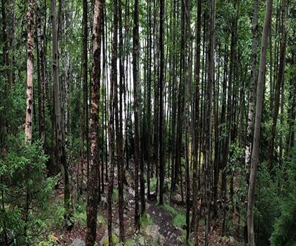 Russell Lake trail - hiking in Halifax Metro