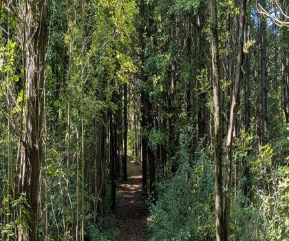Dundas Valley Conservation Area trail - hiking in Hamilton, Halton and Brant