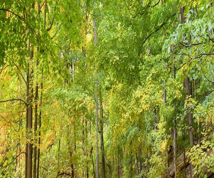 Culham Trail trail - hiking in York, Durham and Headwaters