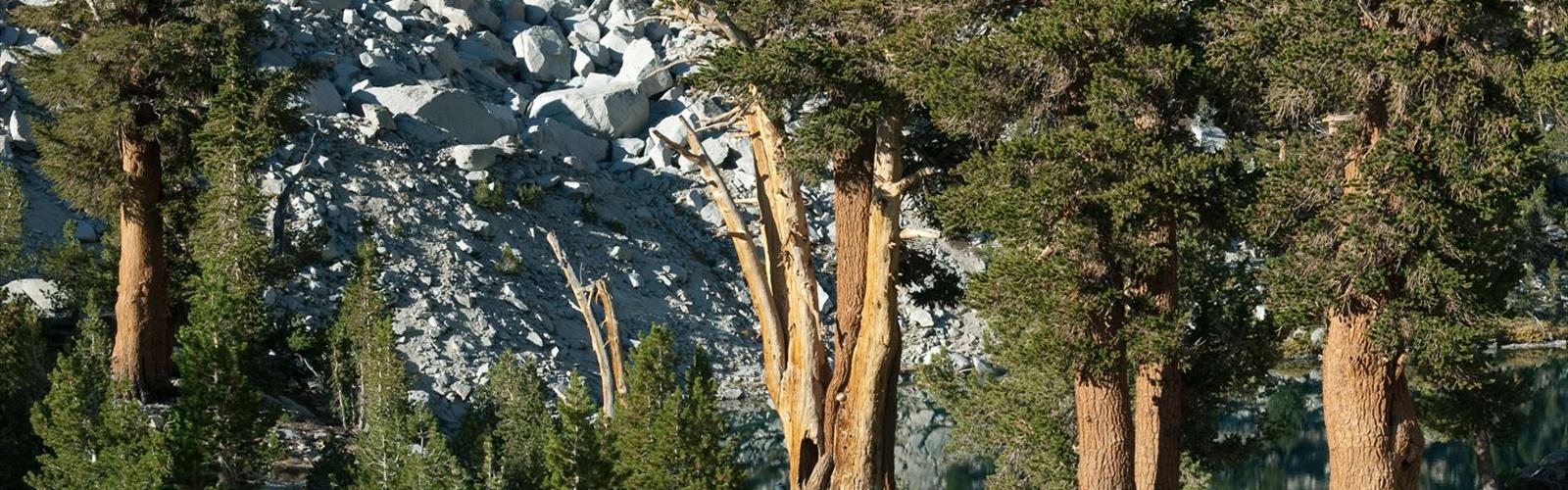 University Peak, California trail - hiking in Sierra Nevada