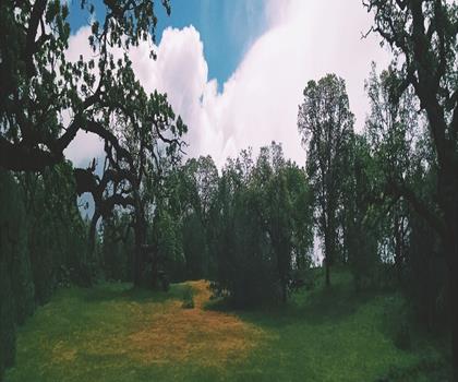 Rose Peak, California trail - hiking in Bay Area