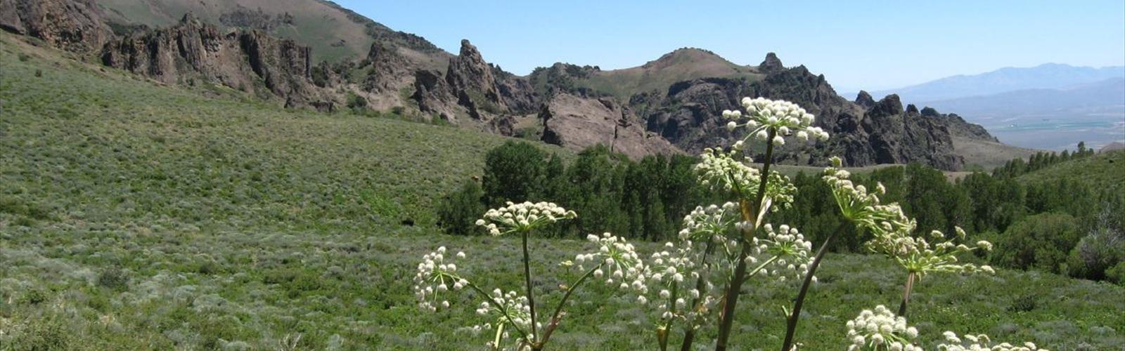 Humboldt Peak, Nevada trail - hiking in Cowboy Country