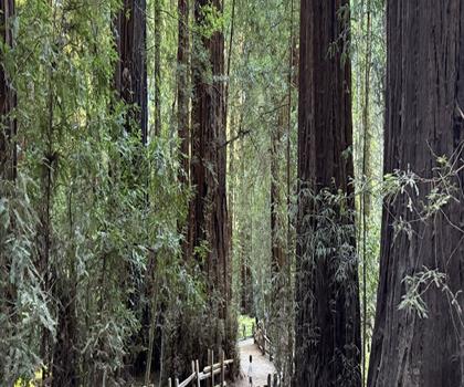 Mount Hermon, California trail - hiking in Central Coast