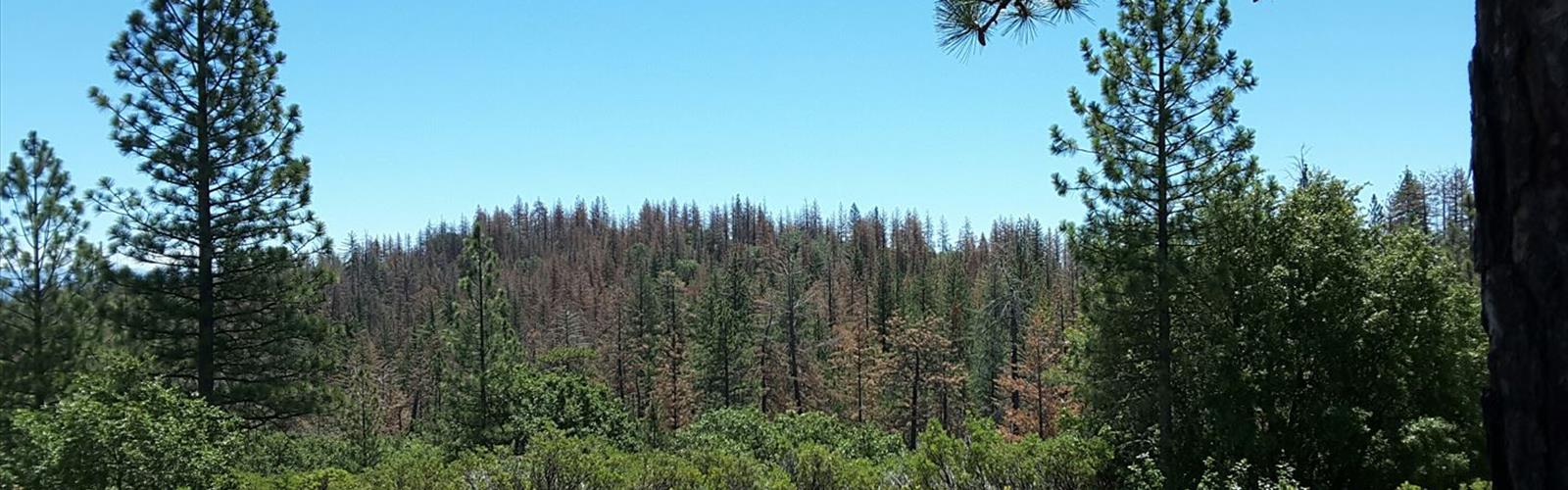 Greeley Hill, California trail - hiking in Gold Country