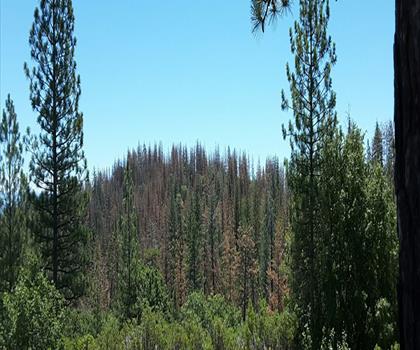 Greeley Hill, California trail - hiking in Gold Country