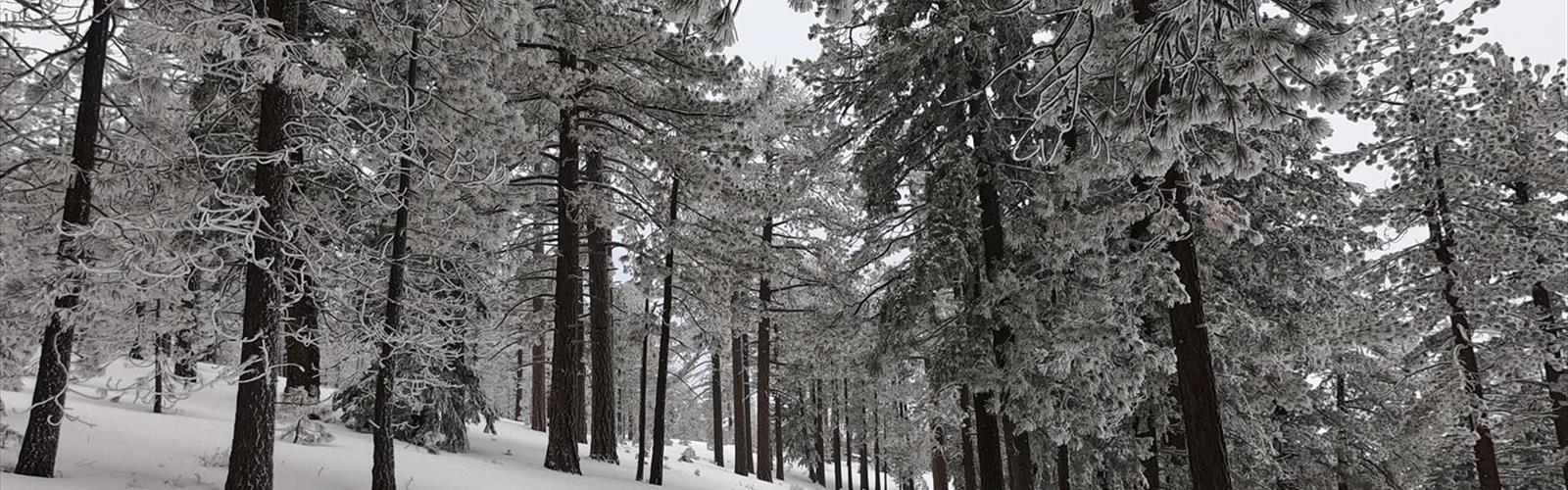 Frazier Mountain, California trail - hiking in Greater Los Angeles