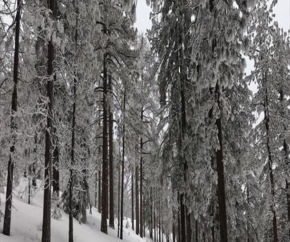 Frazier Mountain, California trail - hiking in Greater Los Angeles
