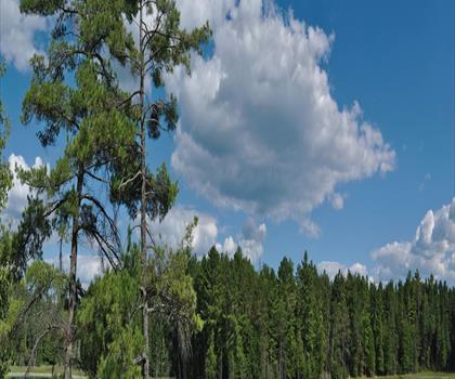 Petroglyphs Provincial Park trail - hiking in Kawarthas Northumberland
