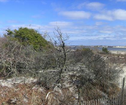 Sentier parc d'État Barnegat Lighthouse - randonnée en Côte du New Jersey
