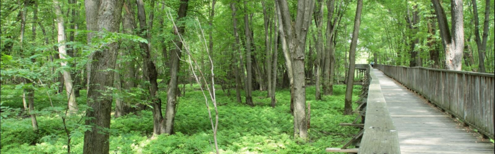 Sentier Parc Écologique De L'anse-du-port - randonnée en Centre-du-Québec