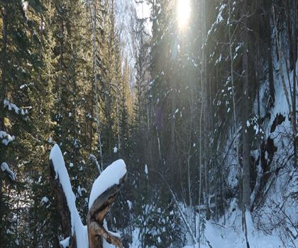 Sentier Heart Creek Trail Head - randonnée en Canadian Rockies