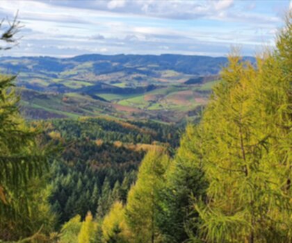Forêt Départementale de la Cantinière trail - hiking in Rhône