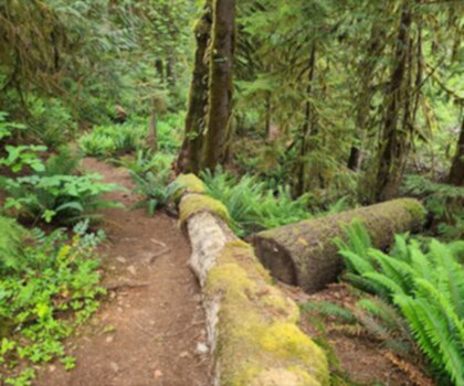 Sentier Maplehurst Trails - randonnée en Île de Vancouver