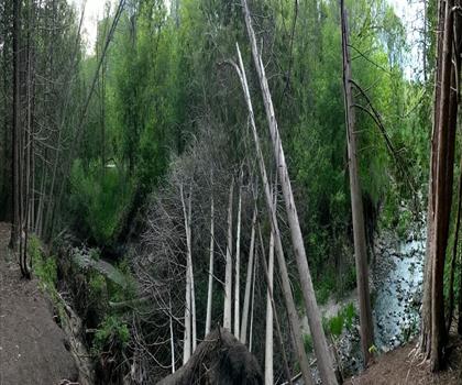 Forest Therapy Trail trail - hiking in York, Durham and Headwaters