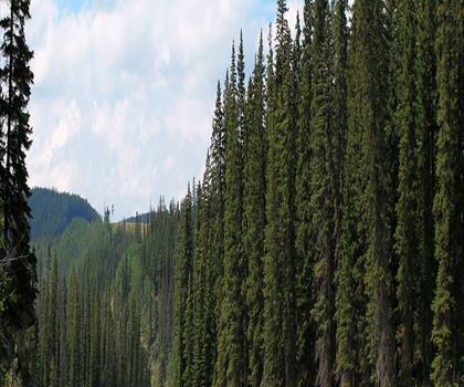 Sentier Fallen Timber North Campground - randonnée en Canadian Rockies
