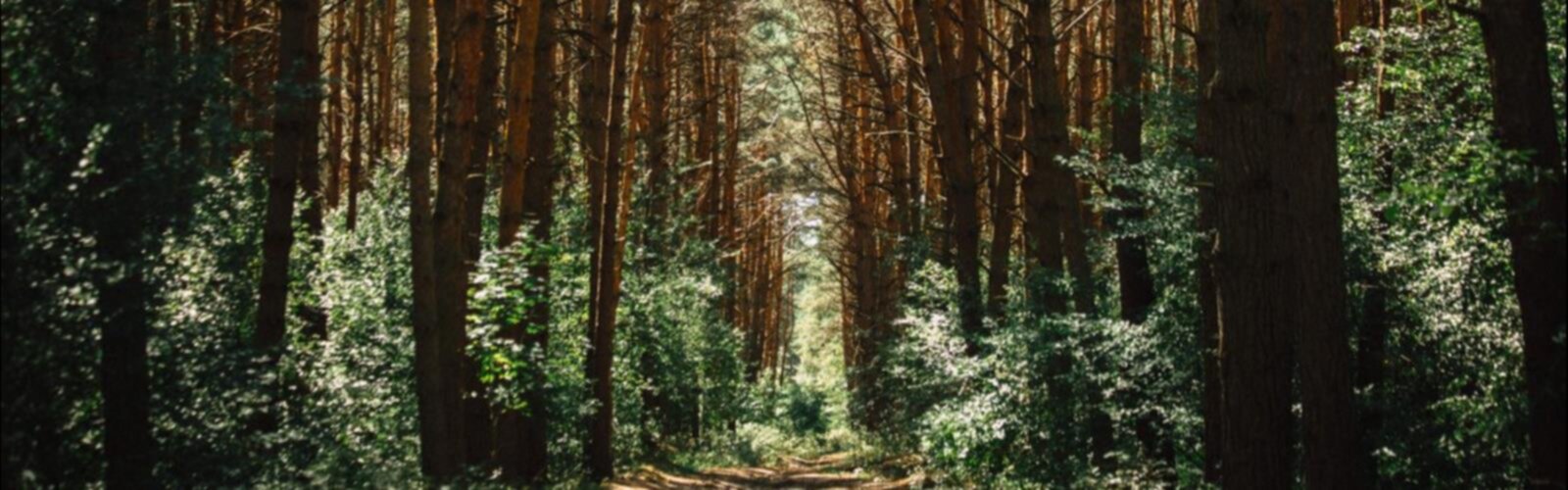 Le Bois De L'équerre trail - hiking in Laval
