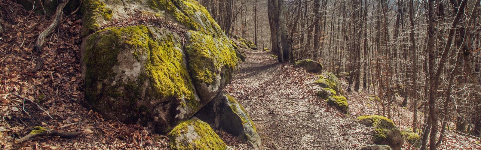 Parc naturel régional Livradois-Forez trail - hiking in Puy-de-Dôme
