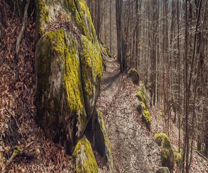 Parc naturel régional Livradois-Forez trail - hiking in Puy-de-Dôme