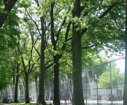 Sentier parc Marine - randonnée en New York City