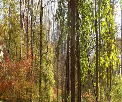 Sentier parc Leonard - randonnée en Vallée de l'Hudson