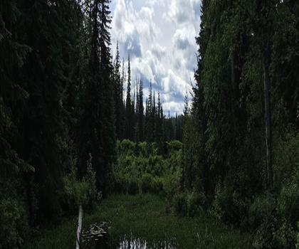 Eskers Provincial Park trail - hiking in Northern British Columbia
