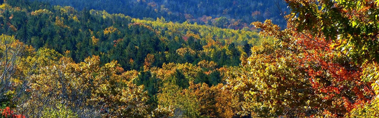 Cadillac North Ridge Trail Parking trail - hiking in Bar Harbor