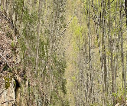 Voorhees State Park trail - hiking in Highlands Region