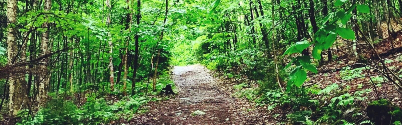Centre D'interprétation Du Cerf De Virginie trail - hiking in Outaouais