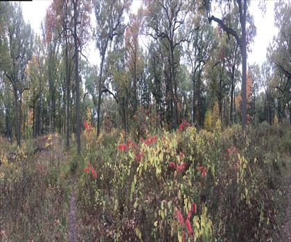 High Park trail - hiking in Greater Toronto Area