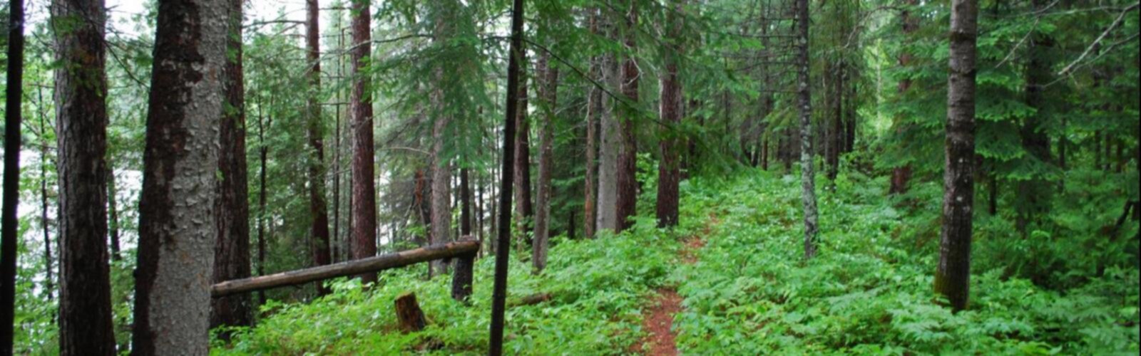 Sentier Lacs Nérée et Poléon - randonnée en Saguenay - Lac-Saint-Jean