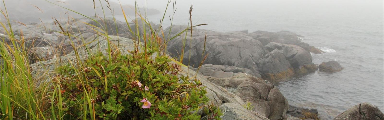 Roosevelt Campobello International Park trail - hiking in Southwest NB