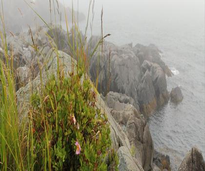 Roosevelt Campobello International Park trail - hiking in Southwest NB