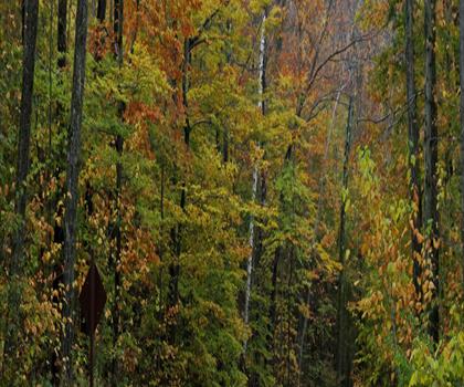 Mt Prospect trail - hiking in The Berkshires