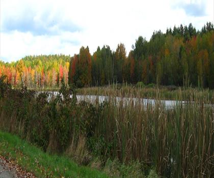 Gould's Landing trail - hiking in Down East & Acadia