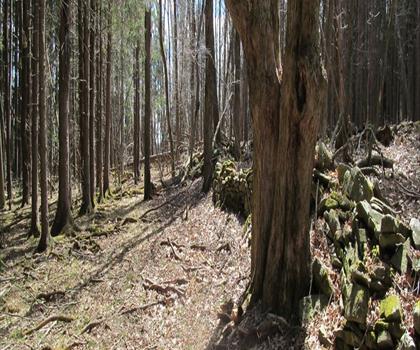 Rensselaerville Falls Trail trail - hiking in Capital-Saratoga