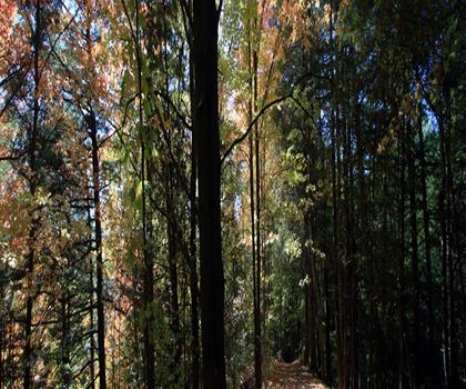 Cold Creek Conservation Area trail - hiking in York, Durham and Headwaters
