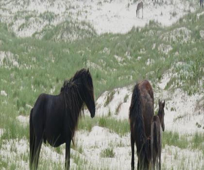 Sentier Sable Island National Park Reserve - randonnée en Halifax métropolitain