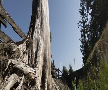 Aldergrove Regional Park trail - hiking in Vancouver Coast Mountains